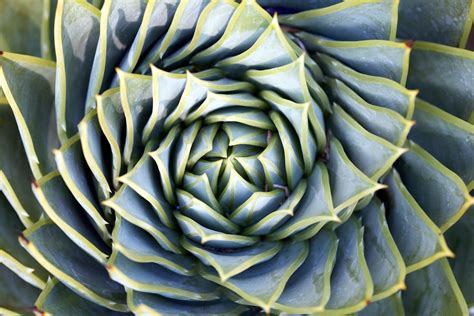 Daily Wallpaper Spiral Succulent I Like To Waste My Time
