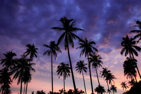 Beautiful Silhouette Coconut Palm Tree On Sky Neary Sea Ocean Beach At