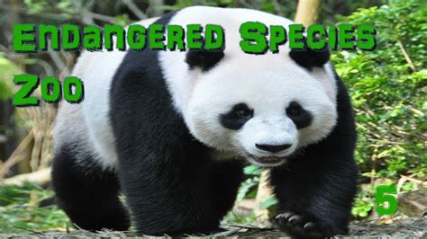 Endangered Species Zoo Part 5 Giant Pandas Zoo Tycoon 2 Youtube