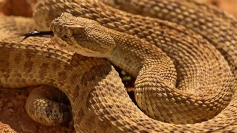 Types Of Venomous Snakes Found In Texas