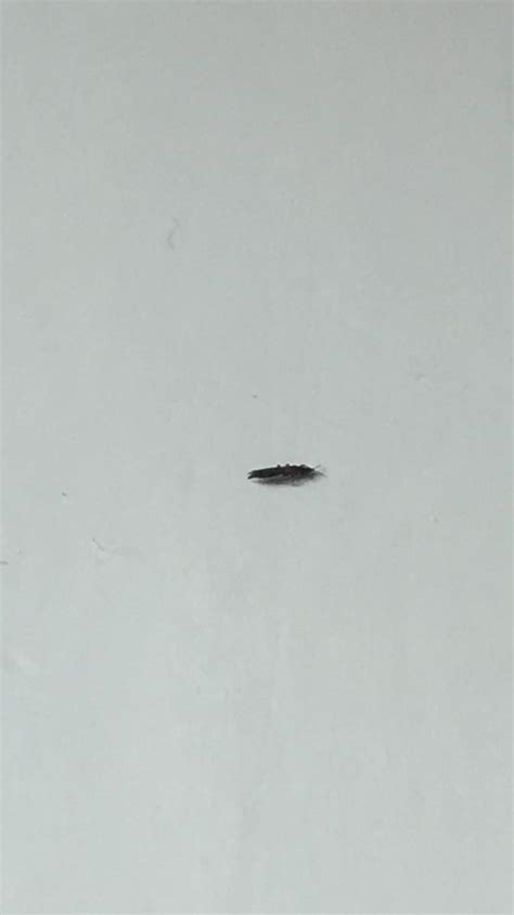 What Is This Tiny Bug Around 1mm Long Quite A Few Of Them On Ceiling