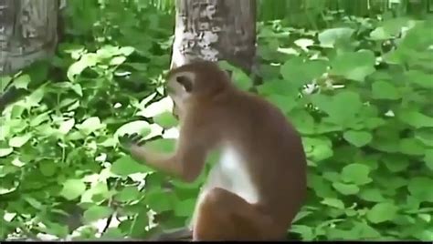 Lol Hot Animal Mating Crazy Videos Funny Video 2014 Part126 Video