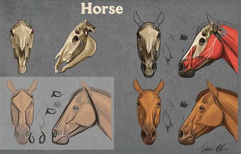 How To Draw Horses Course The Art Of Aaron Blaise