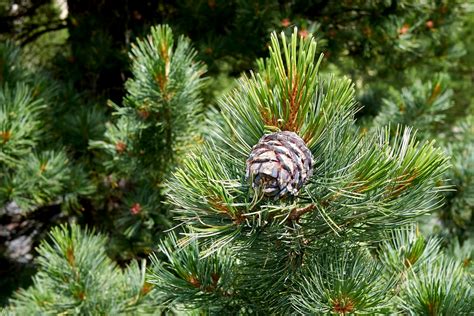 Sosna Limba Pinus Cembra Uprawa Pielęgnacja Stanowisko