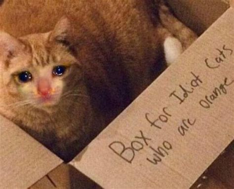 Funny Crying Cat Memes Will Make You All Warm And Fuzzy