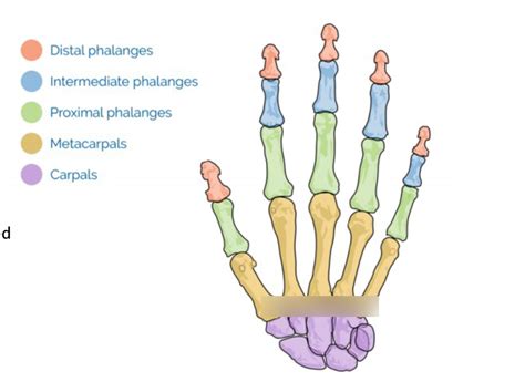 Hand Carpals Metacarpals And Phalanges Diagram Quizlet