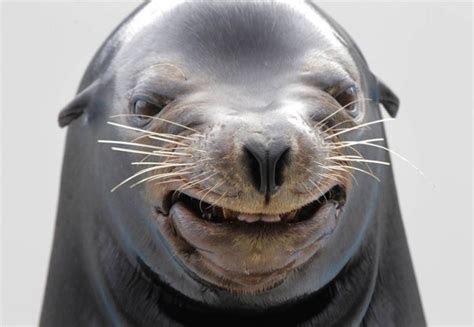 Funny Seal Face Picture The Refreshed Home