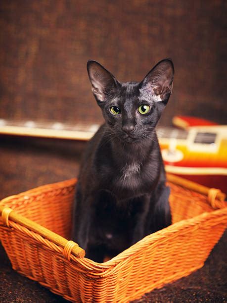 The oriental shorthair is a breed of domestic cat that is developed from and closely related to the siamese cat. Best Oriental Shorthair Stock Photos, Pictures & Royalty ...