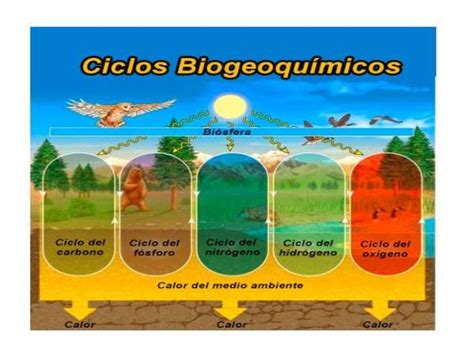 Ciclo Del Agua Oxigeno Carbono Y Nitrogeno Ciclo Del Agua