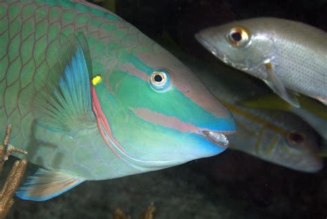 Stoplight Parrotfish Caribbean Coral Reef Food Web · Inaturalist
