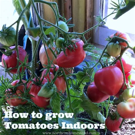 How To Grow Tomatoes Indoors Northern Homestead