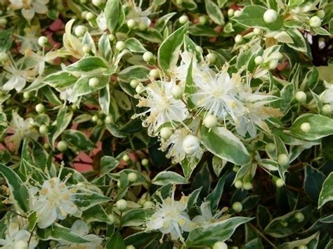La tibouchina è una pianta di fiore sempreverde appartenente alla famiglie delle melastomataceae. Sempreverdi da giardino - Piante da Giardino - Sempreverdi da esterno