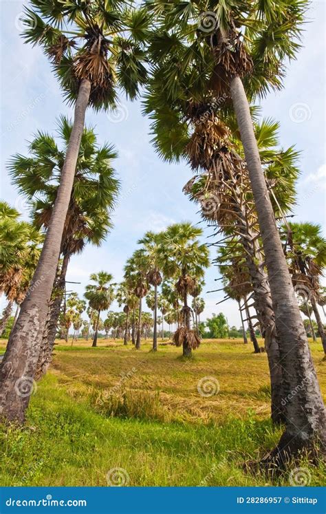 Sugar Palm Tree Stock Image Image Of Food Farm Agriculture 28286957