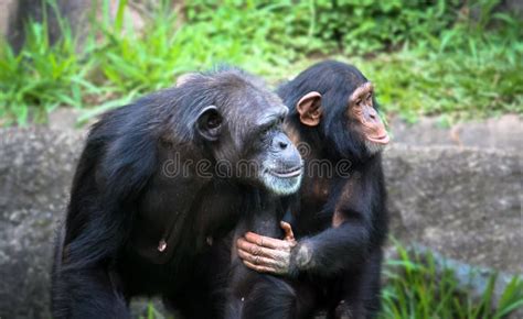 Chimpancés De La Madre Y Del Hijo El Chimpancé Joven Lleva A Cabo El