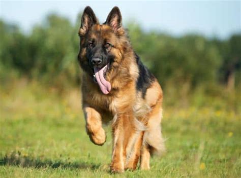 German Shepherd Breed Standards Size Characteristics