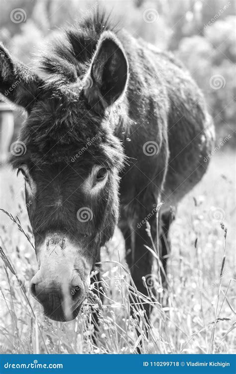 Donkey Grazing In Field Day Stock Photo Image Of Monochrome Light