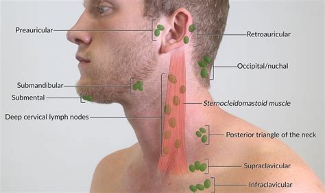 Lymph Nodes In Your Neck All In One Photos
