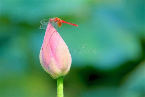Red Dragonfly And Lotus Bud Stock Photo Image Of Crocothemis Lotus