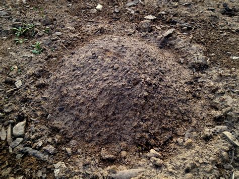 What's the best soil for growing cannabis? How to Plant Squash, Melons and Pumpkins in Hills - Seeds ...