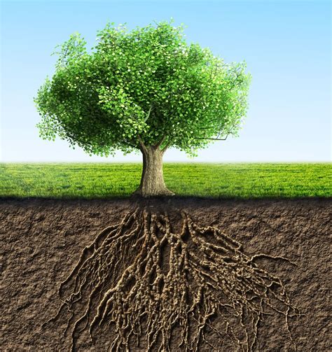 Soil Erosion Prevention Plants