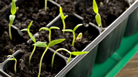 7 Genius Seedling Greenhouses You Can Make Today Survival Life
