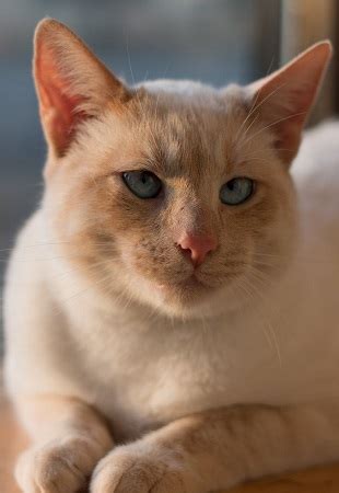 As i understand it (and this is a complex area) a flame point siamese cat is a red cat (or orange) carrying 2 copies (a pair) of the recessive pointing gene. The Pixie Project | FRANKIE | Non-profit Animal Shelter ...