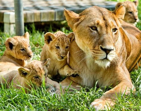 lion cubs zooborns
