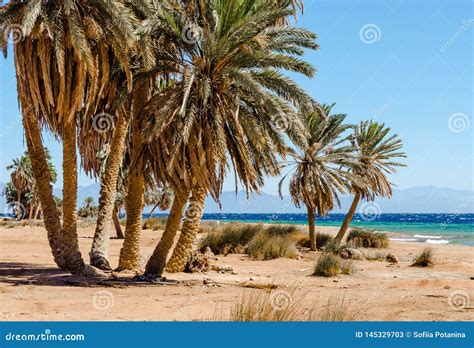 Palm Trees on the Red Sea in Egypt Stock Image - Image of landscape