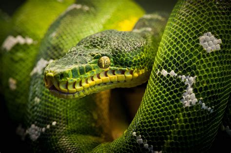 Обои змея питон рептилия snake python для рабочего стола 157166