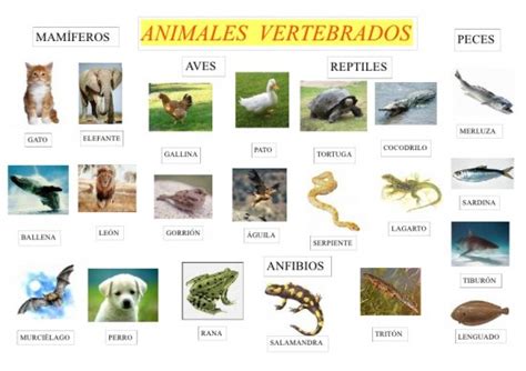 MUNDO ANIMAL: ANIMALES VERTEBRADOS