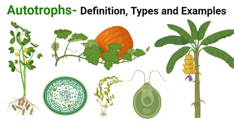 Autotrophs Definition Types And 4 Examples The Biology Notes
