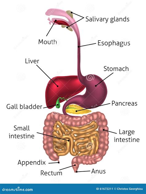 Anatomia Del Sistema Digestivo Umano In D Illustrazione Di Stock My