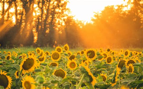 Download Wallpaper 3840x2400 Sunflowers Flowers Field Sun Rays