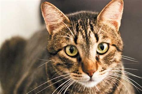 Tabby Cat Facts Origin Behavior And Characteristics Catsfud
