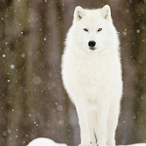 Instagram Arctic Wolf Winter Wolf Wolf