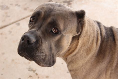 Chandler gilbert animal hospital is a full service veterinary clinic serving chandler and surrounding communities. Cane Corso breeder and trainer located in Gilbert, AZ ...