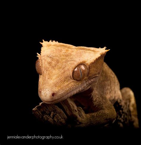 New Caledonian Crested Gecko Crested Gecko Animal Facts Gecko