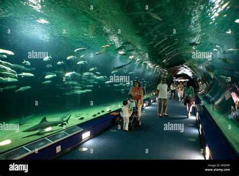 People Looking At Aquarium Tunnel Of Fish In Sea Life Centre Stock