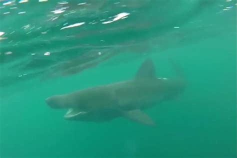 Watch Basking Shark Feeds Next To Kayaker Off English Coast
