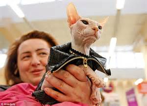 Like all kittens, hairless kittens make messes, require socialization, and take up a lot of time and energy. Kiev's annual cat show includes rare felines from dwarf ...