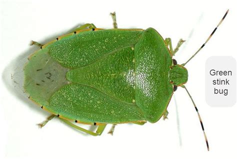 Green Stink Bug Alchetron The Free Social Encyclopedia