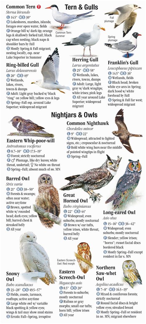 Birds Of Minnesota Quick Reference Publishing