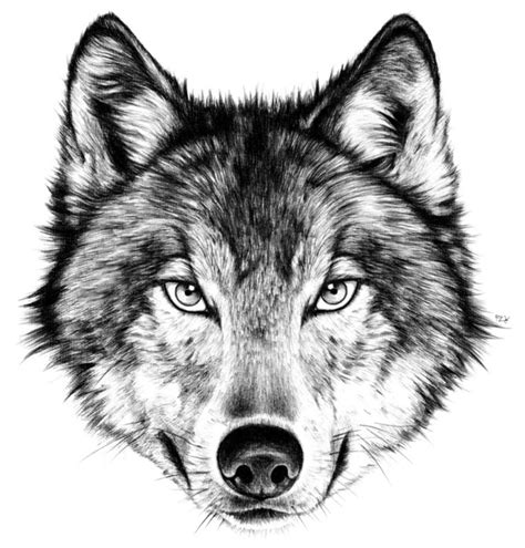 Pin By Natus Bank On Tattooooo Wolf Face Wolf Tattoos Wolf Design