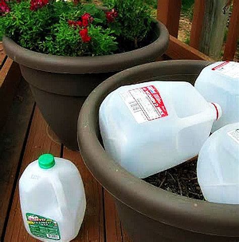 Use Milk Jugs In Large Planters To Save Potting Soil Diy