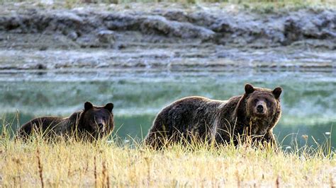 Grizzly Bears Can Now Be Hunted Near Yellowstone After Wyoming Vote