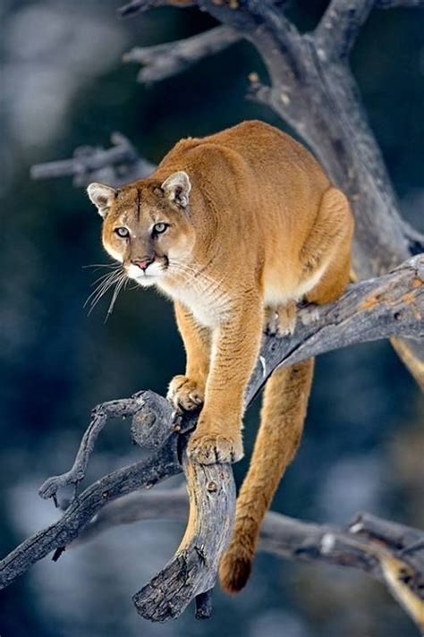 Puma Cougar Mountain Lion Cute Cats And Kittens