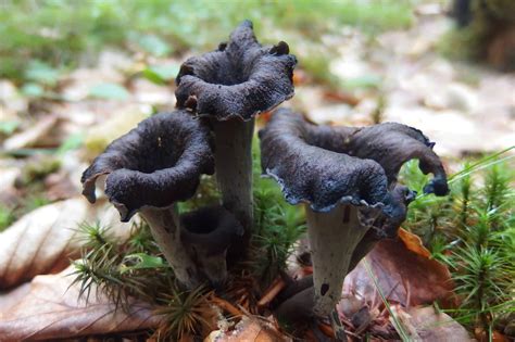 Black Trumpet Mushrooms - The Horn of Plenty - Mushroom KnowHow