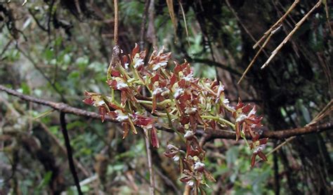 Hallan Especie De Orquídea En Los Andes Del Perú Un Mundo Sustentable