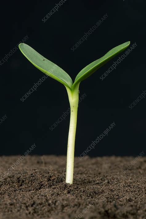 Sunflower Seed Germinating 6 Of 6 Stock Image C0362737 Science