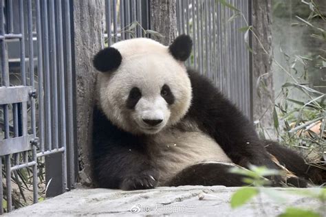 Giant Panda Meng Lan At Beijing Zoo In 2018 Panda Bear Panda Giant